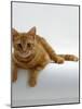 Domestic Cat, British Shorthair Red Tabby Female-Jane Burton-Mounted Photographic Print