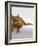 Domestic Cat, British Shorthair Red Tabby Female-Jane Burton-Framed Photographic Print