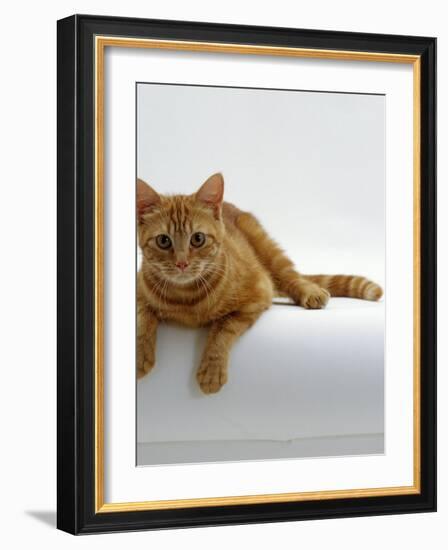 Domestic Cat, British Shorthair Red Tabby Female-Jane Burton-Framed Photographic Print