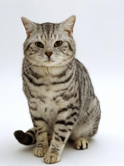 Domestic Cat British Shorthair Silver Spotted Tabby Male