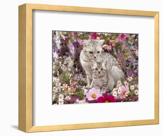 Domestic Cat, British Shorthaired Silver Spotted Tabby with Her 8-Week Kitten Among Flowers-Jane Burton-Framed Premium Photographic Print