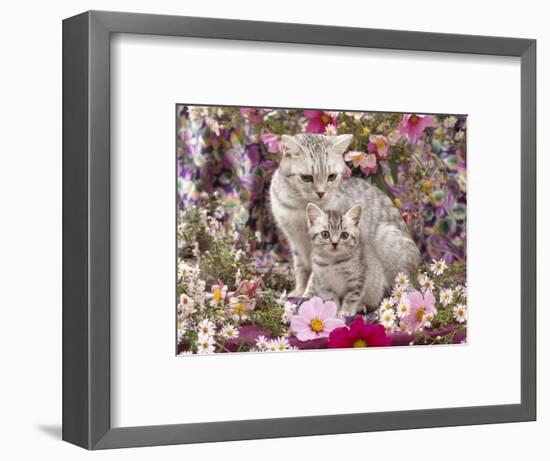 Domestic Cat, British Shorthaired Silver Spotted Tabby with Her 8-Week Kitten Among Flowers-Jane Burton-Framed Premium Photographic Print