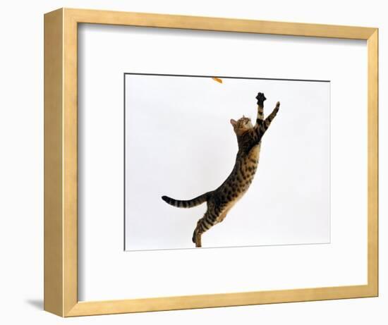 Domestic Cat, Brown Spotted Bengal Female Leaping for Toy-Jane Burton-Framed Premium Photographic Print