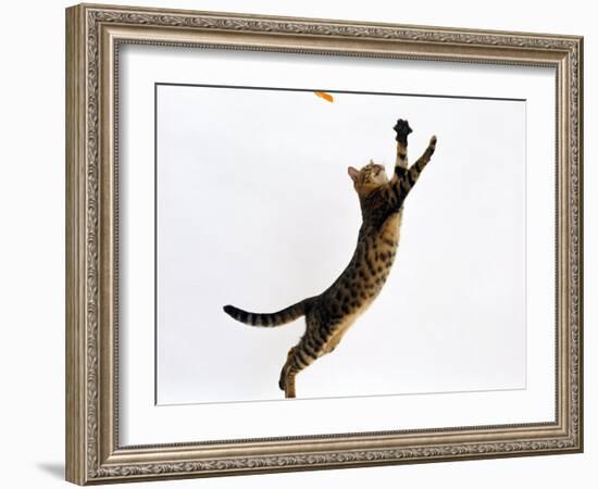 Domestic Cat, Brown Spotted Bengal Female Leaping for Toy-Jane Burton-Framed Photographic Print