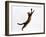 Domestic Cat, Brown Spotted Bengal Female Leaping for Toy-Jane Burton-Framed Photographic Print