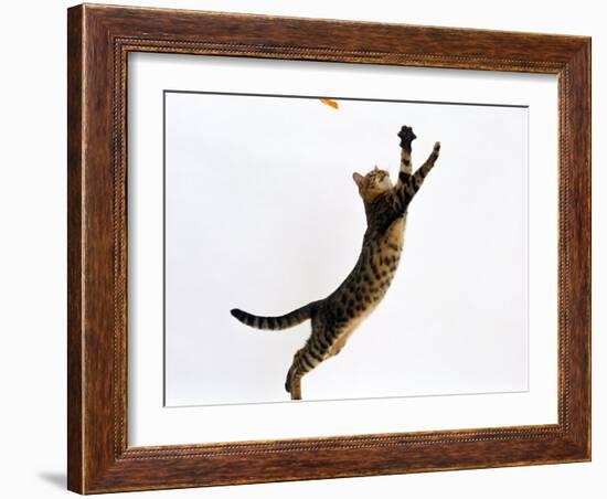 Domestic Cat, Brown Spotted Bengal Female Leaping for Toy-Jane Burton-Framed Photographic Print