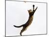 Domestic Cat, Brown Spotted Bengal Female Leaping for Toy-Jane Burton-Mounted Photographic Print