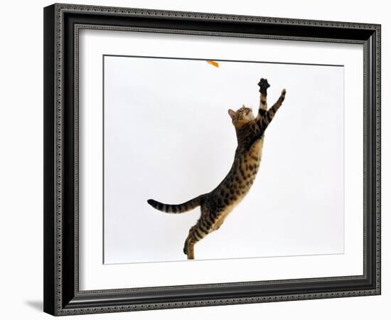 Domestic Cat, Brown Spotted Bengal Female Leaping for Toy-Jane Burton-Framed Photographic Print