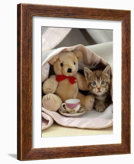 Domestic Cat, Brown Ticked Tabby Kitten, Under Blanket with Teddy Bear-Jane Burton-Framed Photographic Print