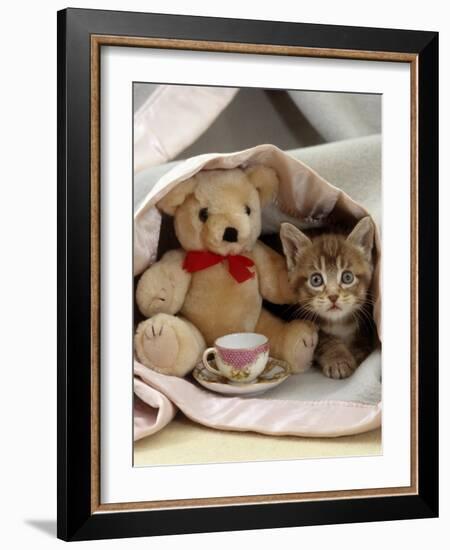 Domestic Cat, Brown Ticked Tabby Kitten, Under Blanket with Teddy Bear-Jane Burton-Framed Photographic Print