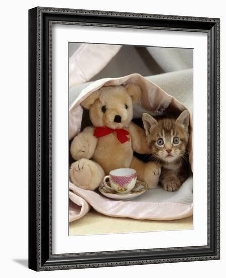 Domestic Cat, Brown Ticked Tabby Kitten, Under Blanket with Teddy Bear-Jane Burton-Framed Photographic Print