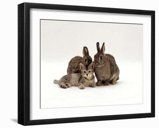 Domestic Cat, Brown Ticked Tabby Kitten with Two 'Wild' Rabbits, Colour Coordinated-Jane Burton-Framed Photographic Print