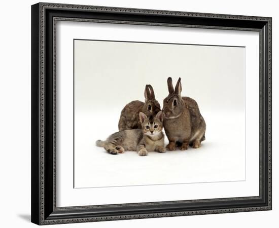 Domestic Cat, Brown Ticked Tabby Kitten with Two 'Wild' Rabbits, Colour Coordinated-Jane Burton-Framed Photographic Print