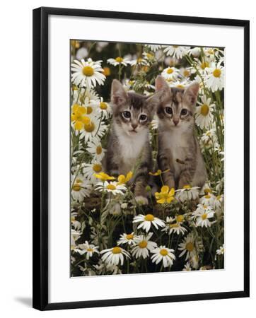 Burmese-cross kittens among meadow flowers photo WP15895