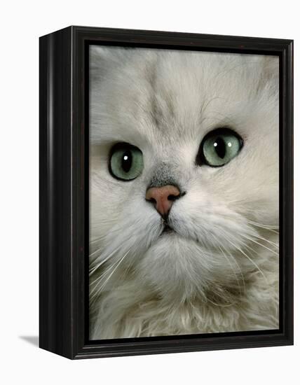 Domestic Cat, Chinchilla Persian Close up of Face-Jane Burton-Framed Premier Image Canvas