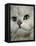 Domestic Cat, Chinchilla Persian Close up of Face-Jane Burton-Framed Premier Image Canvas