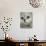 Domestic Cat, Chinchilla Persian Close up of Face-Jane Burton-Photographic Print displayed on a wall