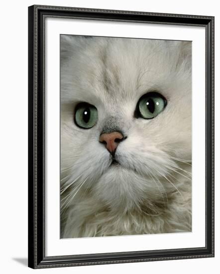 Domestic Cat, Chinchilla Persian Close up of Face-Jane Burton-Framed Photographic Print