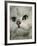 Domestic Cat, Chinchilla Persian Close up of Face-Jane Burton-Framed Photographic Print