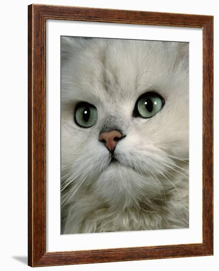 Domestic Cat, Chinchilla Persian Close up of Face-Jane Burton-Framed Photographic Print