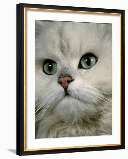 Domestic Cat, Chinchilla Persian Close up of Face-Jane Burton-Framed Photographic Print