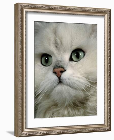 Domestic Cat, Chinchilla Persian Close up of Face-Jane Burton-Framed Photographic Print