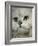 Domestic Cat, Chinchilla Persian Close up of Face-Jane Burton-Framed Photographic Print