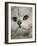 Domestic Cat, Chinchilla Persian Close up of Face-Jane Burton-Framed Photographic Print