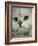 Domestic Cat, Chinchilla Persian Close up of Face-Jane Burton-Framed Photographic Print