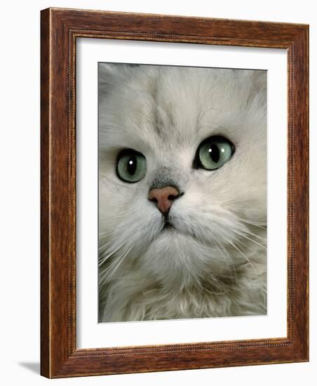 Domestic Cat, Chinchilla Persian Close up of Face-Jane Burton-Framed Photographic Print