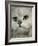 Domestic Cat, Chinchilla Persian Close up of Face-Jane Burton-Framed Photographic Print