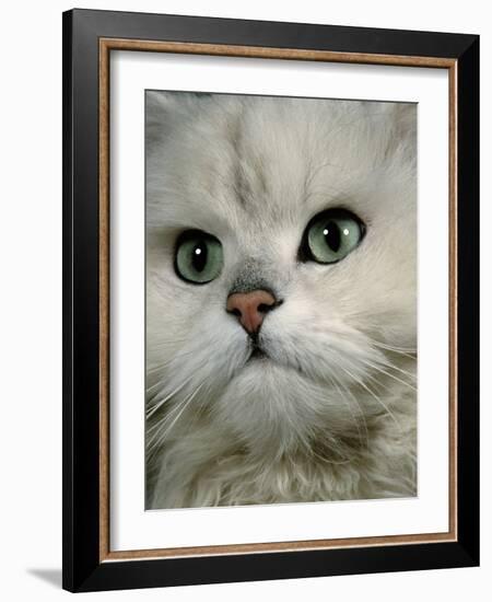 Domestic Cat, Chinchilla Persian Close up of Face-Jane Burton-Framed Photographic Print