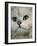 Domestic Cat, Chinchilla Persian Close up of Face-Jane Burton-Framed Photographic Print