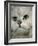 Domestic Cat, Chinchilla Persian Close up of Face-Jane Burton-Framed Photographic Print