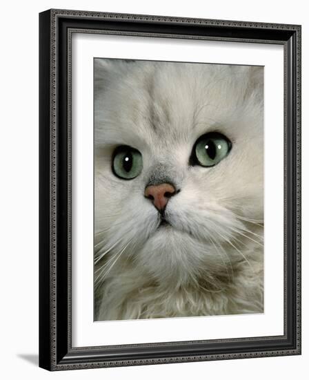 Domestic Cat, Chinchilla Persian Close up of Face-Jane Burton-Framed Photographic Print