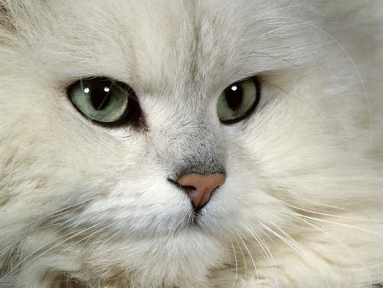 'Domestic Cat, Chinchilla Persian Portrait' Photographic Print - Jane ...