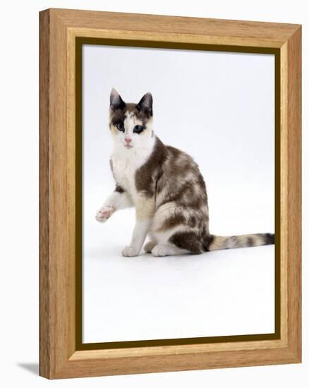 Domestic Cat, Chocolate-Tortoiseshell Looking up after Licking Paw-Jane Burton-Framed Premier Image Canvas