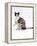Domestic Cat, Chocolate-Tortoiseshell Looking up after Licking Paw-Jane Burton-Framed Premier Image Canvas