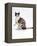 Domestic Cat, Chocolate-Tortoiseshell Looking up after Licking Paw-Jane Burton-Framed Premier Image Canvas