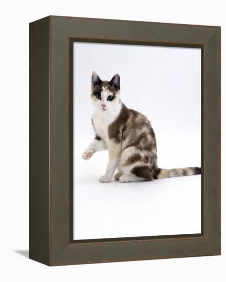 Domestic Cat, Chocolate-Tortoiseshell Looking up after Licking Paw-Jane Burton-Framed Premier Image Canvas