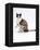 Domestic Cat, Chocolate-Tortoiseshell Looking up after Licking Paw-Jane Burton-Framed Premier Image Canvas