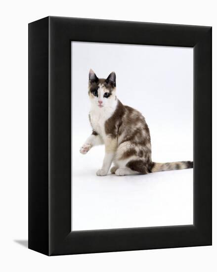 Domestic Cat, Chocolate-Tortoiseshell Looking up after Licking Paw-Jane Burton-Framed Premier Image Canvas