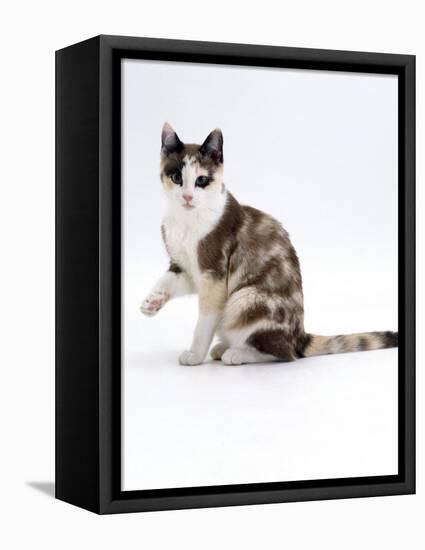 Domestic Cat, Chocolate-Tortoiseshell Looking up after Licking Paw-Jane Burton-Framed Premier Image Canvas