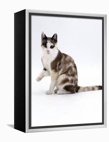 Domestic Cat, Chocolate-Tortoiseshell Looking up after Licking Paw-Jane Burton-Framed Premier Image Canvas