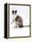 Domestic Cat, Chocolate-Tortoiseshell Looking up after Licking Paw-Jane Burton-Framed Premier Image Canvas