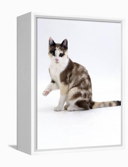 Domestic Cat, Chocolate-Tortoiseshell Looking up after Licking Paw-Jane Burton-Framed Premier Image Canvas