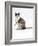 Domestic Cat, Chocolate-Tortoiseshell Looking up after Licking Paw-Jane Burton-Framed Photographic Print