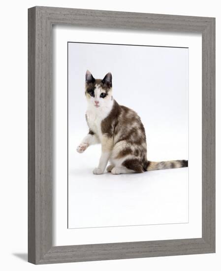 Domestic Cat, Chocolate-Tortoiseshell Looking up after Licking Paw-Jane Burton-Framed Photographic Print