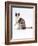 Domestic Cat, Chocolate-Tortoiseshell Looking up after Licking Paw-Jane Burton-Framed Photographic Print