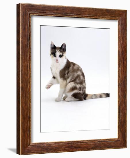 Domestic Cat, Chocolate-Tortoiseshell Looking up after Licking Paw-Jane Burton-Framed Photographic Print